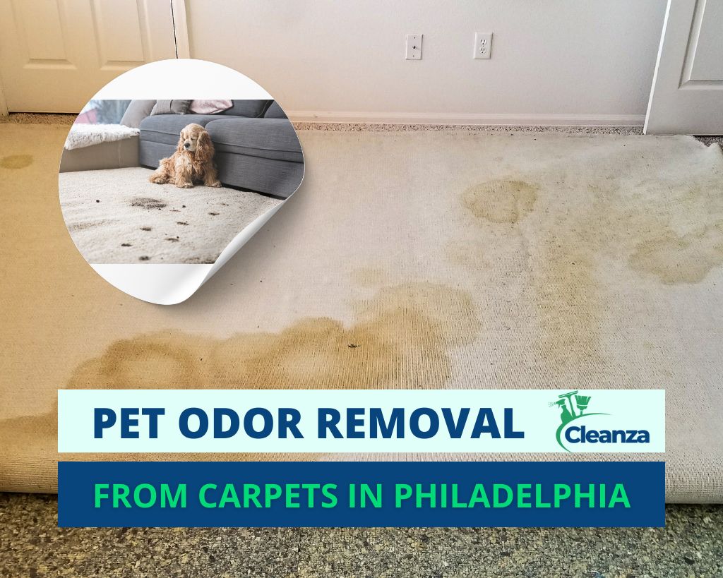 Pet Odor Removal from Your Carpets in Philadelphia PA