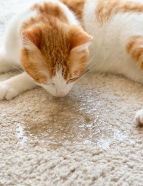 Pet Damage, Stain and Odor Removal Services in Philadelphia, PA